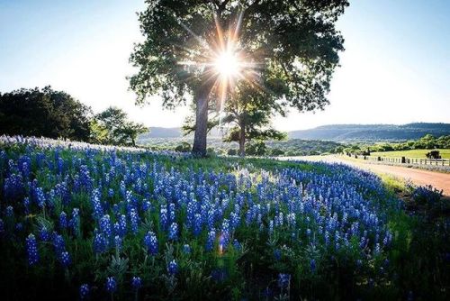 Texas Hill Country | by Theresa DiMenno