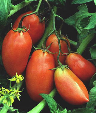 I will be  growing these San Marzano Tomatoes in the next few weeks&hellip;&hellip;&