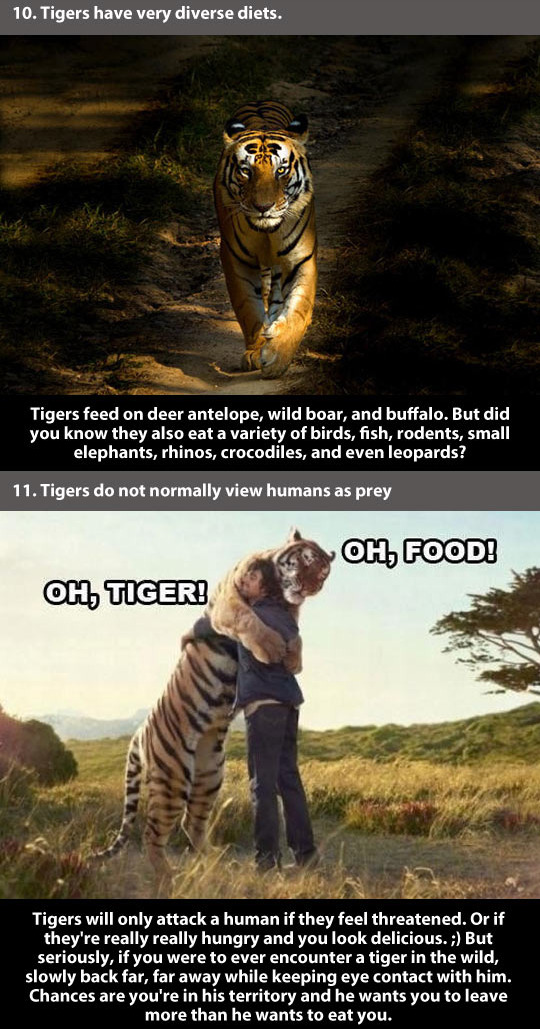 trendingly:  21 Amazing Facts About Tigers click Here to see the rest!   And thats