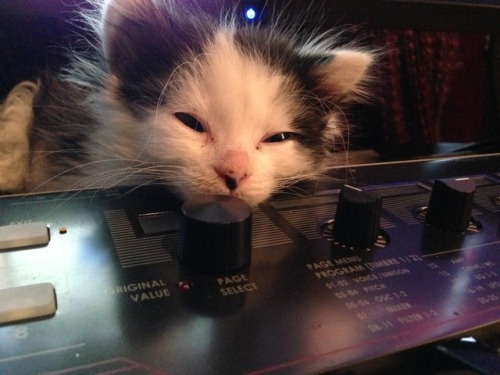 theoreocat:Keyboard kitten