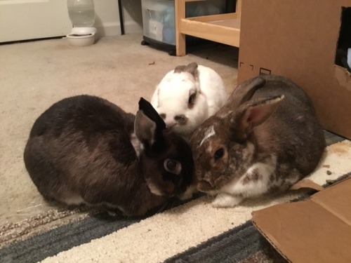 Bunny meeting in session. Topic of the Day: How to get more treats!