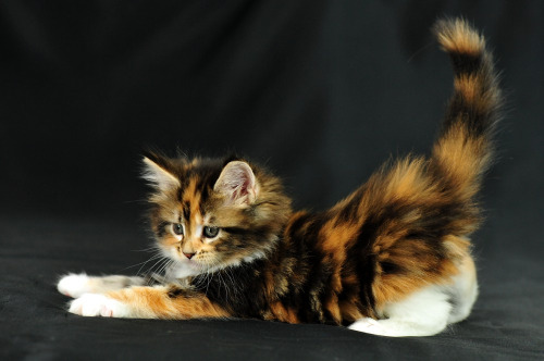 magical-meow:Irina Shvayakova ~ This Maine Coon cutie’s name is named Orgami