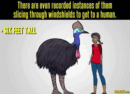 windona:  crimzonlogic:  cracked:  Birds evolved from dinosaurs, and one crazy bird species never fo