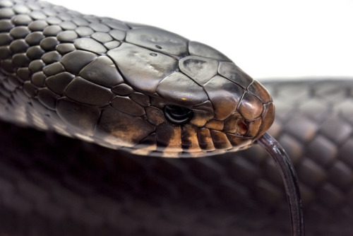 teleos:Typhon by Julian RossiVia Flickr:Eastern indigo snake.