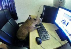joejoe-the-capybara:  On the Internet no one knows you’re a capybara! #capybara 