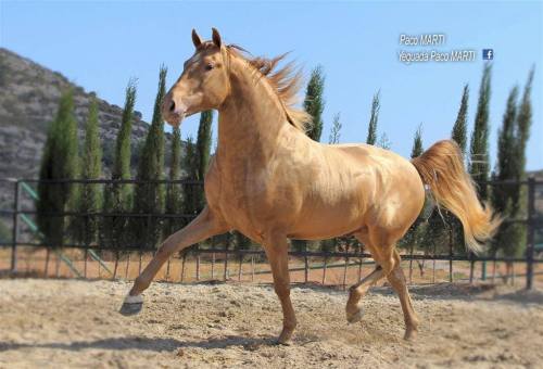 all-the-horses: Sol PM IIAndalusian, Stallion17hh