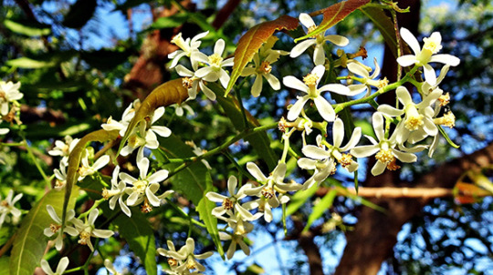 Medicinal shrub and tree species include neem