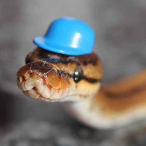 sweet-slither-friend:she wear hat