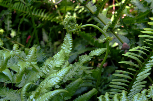 The unfurling spiral of a fern’s new leaves is called a fiddlehead.