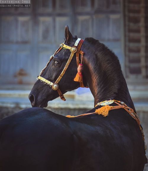 caelidra:all-the-horses:NaagrajBy HansrajMarwari, StallionEARS!!!