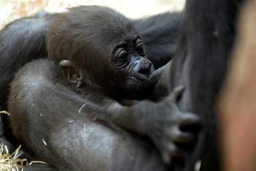 awkwardsituationist:  western lowland gorilla porn pictures