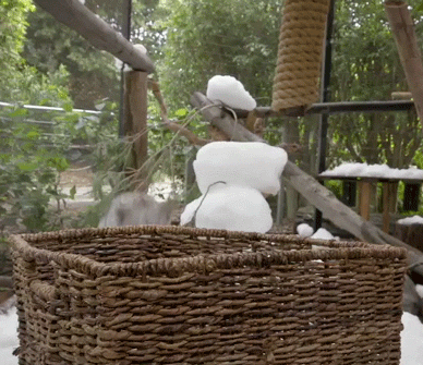 sdzoo:Some cool cats helped us ring in Jungle Bells presented by California Coast Credit Union. Watc
