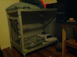 miss-sym:  I don’t think I have ever posted a photo of my cage on my new blog. So here we go, this is my cage. Owner built it by hand for me on my 21st birthday. 