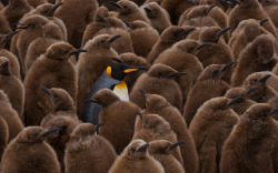earthandanimals:  King Penguin - the second largest (after the emperor) penguin species and one of the most brightly colored. Proud bearing, a combination of white, yellow and black plumage fully justify the title of king, assigned to these birds. One