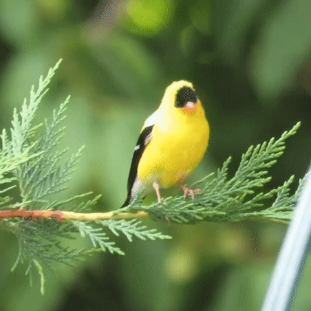 American Goldfinch Stimboard For A Friend! Sources In Order Under Cut :]