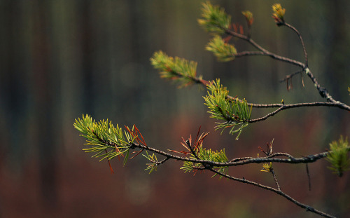 The Red swamp by Alexander Fomichev on Flickr.