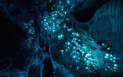 kqedscience:The Bioluminescent Glow Worms of New ZealandCheck out the stunning images of glow worms 