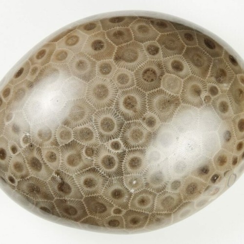 We just got in a fresh stock of Petoskey Stones from Michigan. These stones are actually 350 million