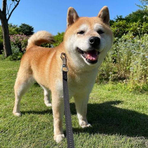 今日は晴れて気分が良いですね✨ #dog #doge #shiba #shibe #shibainu #shibastagram #komugi #柴犬 #赤柴 #しばいぬ #柴犬の小麦さん #14歳