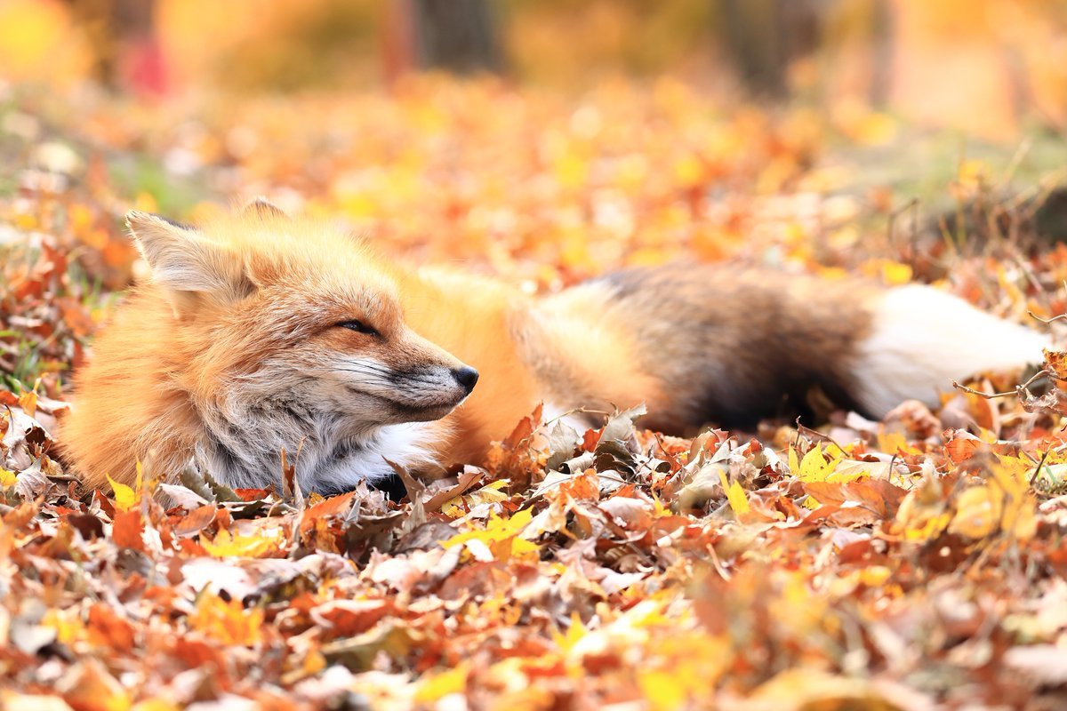 foxy-lover: the last breath of autumn