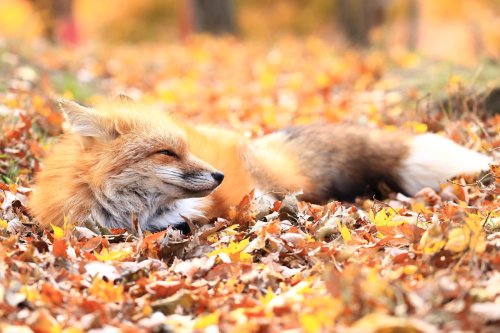 mollyteter:foxy-lover:the last breath of autumn@lyinginbedmon