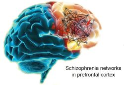 neuromorphogenesis:  Stray prenatal gene network suspected in schizophrenia Researchers have reverse-engineered the outlines of a disrupted prenatal gene network in schizophrenia, by tracing spontaneous mutations to where and when they likely cause damage