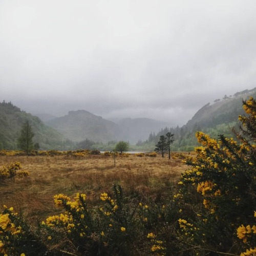 Missing foggy rainy mornings #ireland #wicklow #wicklowmountains #ireland #glendalough #meadow #lake