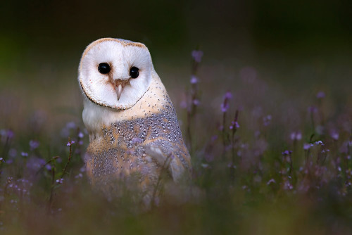 beautiful-wildlife:  Owl by Stefano Ronchi 