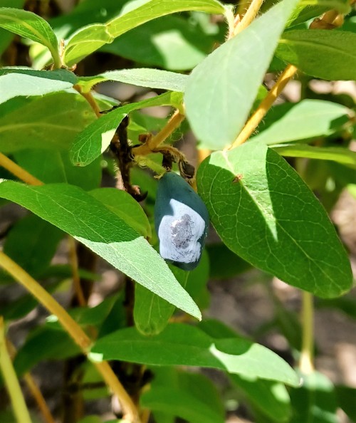 From the berry garden as well, my first and only honeyberry! After 3-4 years? I feel like it deserve