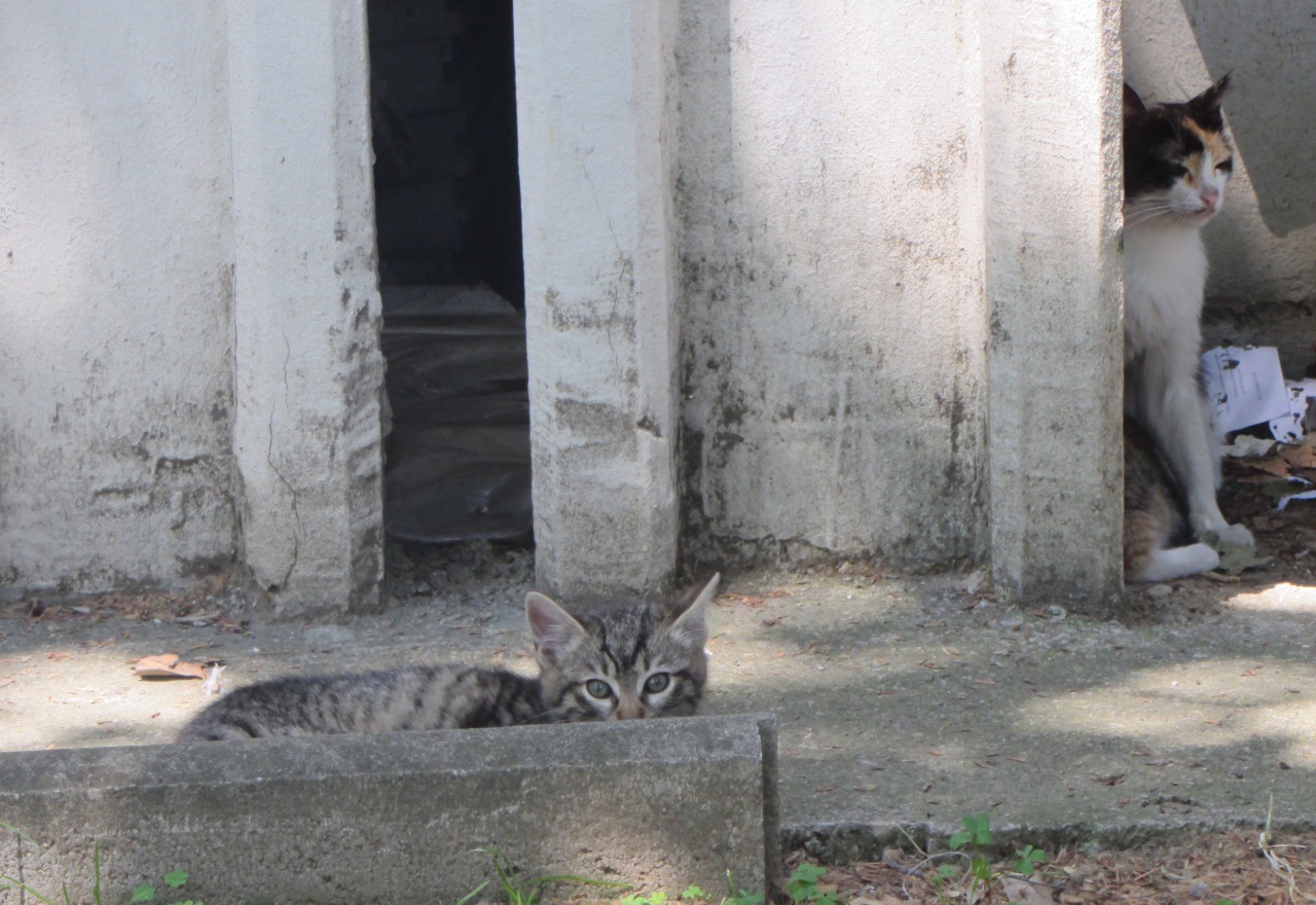 architectureofdoom:  Cat family, Skopje