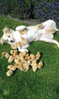 magicalnaturetour: These chicks are attacking their puppy friend with cuddles.