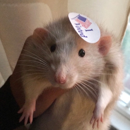 This is NOT an informed voter (because he knows nothing at all)&hellip;.but you can be! Do it. Vote.