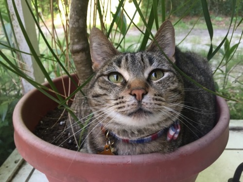bookoflostthings:Care instructions: full sun, extra pats, no water pls