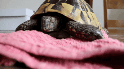 jaidefinichon:Tortoise Unboxing. [video]