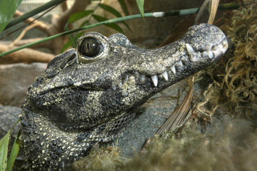 sdzoo: At 5 feet in length, West African dwarf crocodiles are one of the smallest croc species. Thes