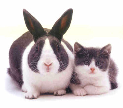 trilithbaby:  ineedagoodfucking:  somebunnydreams:  Maybe bunnies and kittens? [x]  trilithbaby Dead. I’m dead.  OMG TWINS!!!