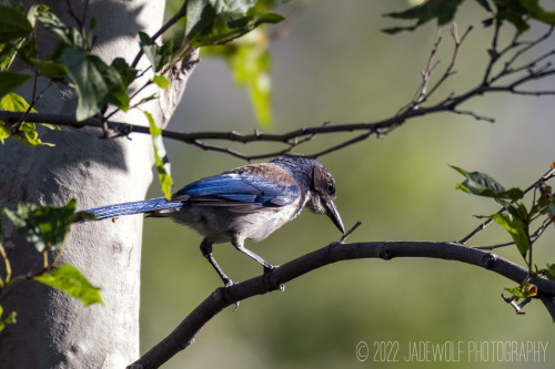 California Scrub JayAphelocoma californicaPico Canyon, California