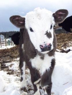 dontbreakveg:  Gah, cows are so beautiful it hurts. 