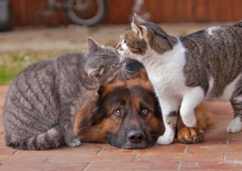 nonblogsense: unusuallytypical-blog:  Friendship Between Grey Kitty and German Shepherd   Never not reblog. 