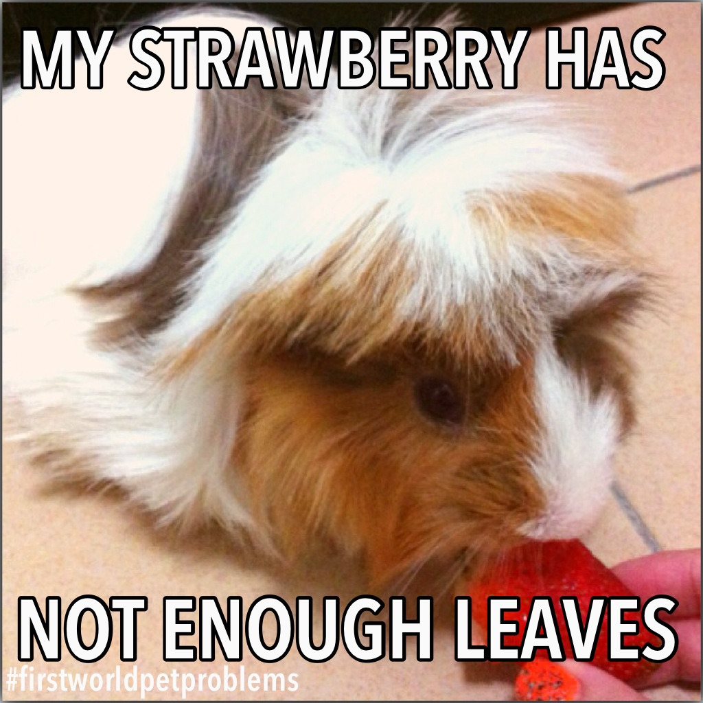 Guinea Pig Memes Who Says First World Problems Are Only Limited To