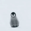 penguinempress8