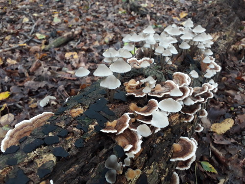 mushroomgay: Epping Forest, London, UK, October 2020Turkey tail (Trametes versicolor) and MycenaTwo 