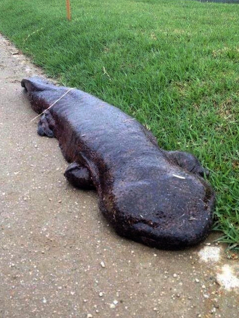 mirkokosmos:Japanese Giant Salamander [Andrias Japonicus] Ōsanshōuo [Giant Pepper Fish] The Japanese