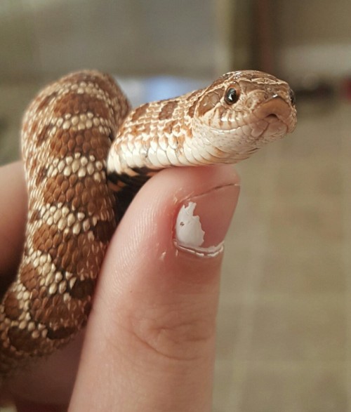 Noodle, the western hognose.