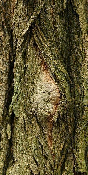 botanical-inspiration:Beauty and variety of tree bark [source]