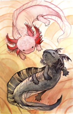 c-dra:  Watercolor axolotls &lt;3 