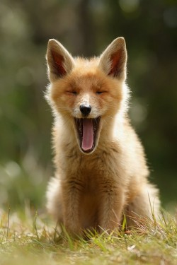 wonderous-world:  Big Yawn by Roeselien Raimond 