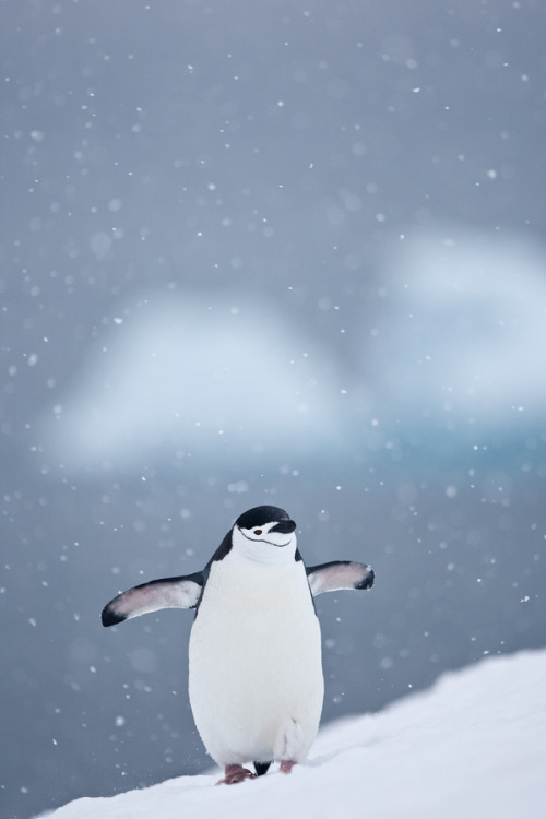 wonderous-world: Penguin in the South Shetlands, Antarctica by Per-Gunnar Ostby