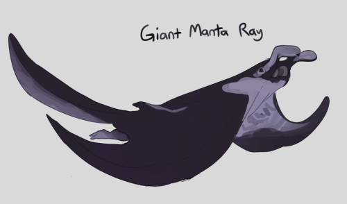 dogtoling: Splatures #2: Manta RaysRays are relatives of the sharks, but manta rays (or “