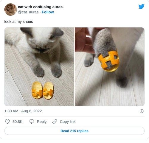 cat with confusing auras. on Twitter